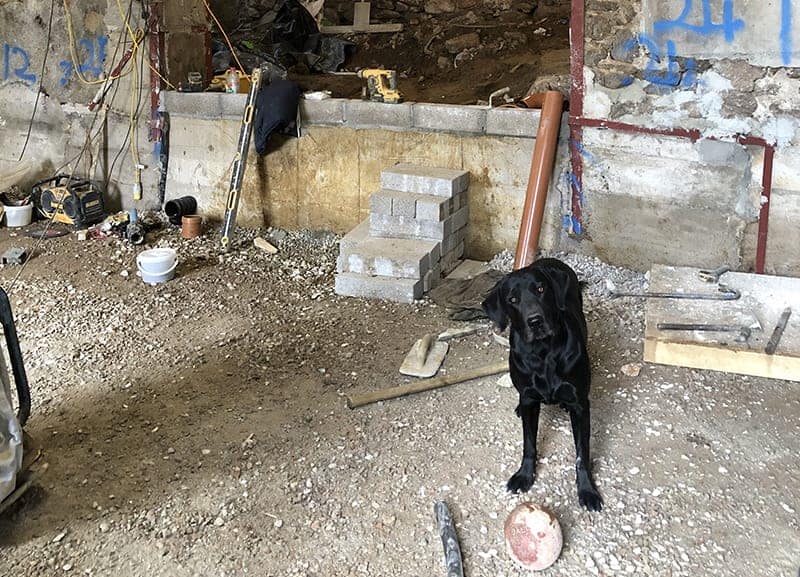 Black lab on building site playing ball