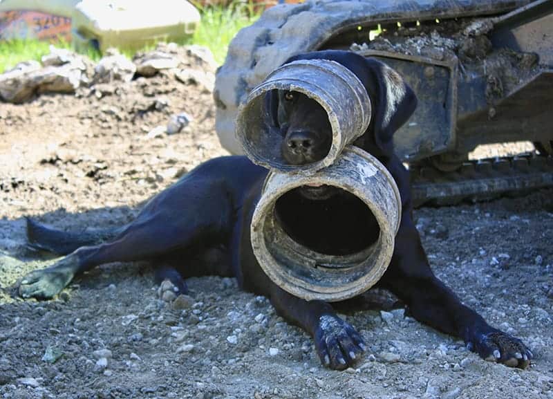 Black labrador with tubes in mouth on building site