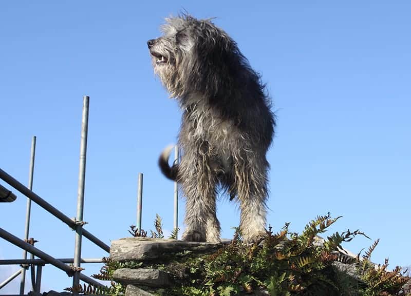 Grey dog standing on wall of building site