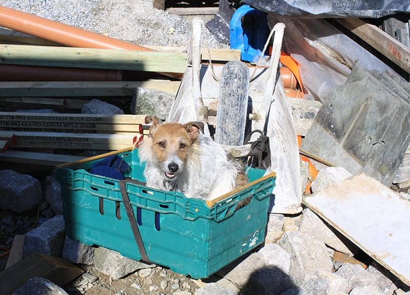 Jack Russell in box on building site