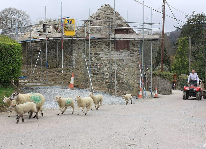 Renovation of old barn with sheep walking past and farmer
