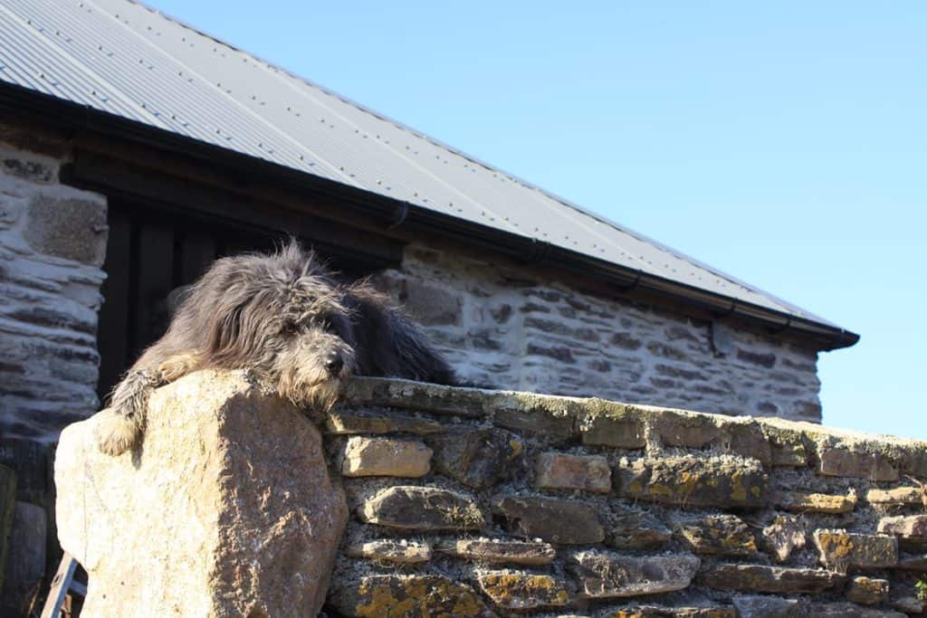 Grey shaggy dog sitting on restored stone wall at farm