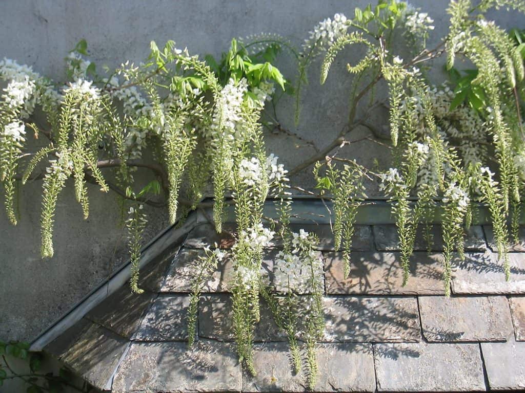 White wisteria going in to bloom hanging from grey townhouse wall